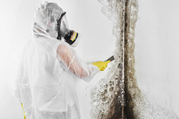 Best Toxic Mold Removal  in San Castle, FL