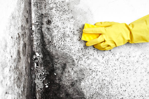 Best Certified Mold Removal  in San Castle, FL