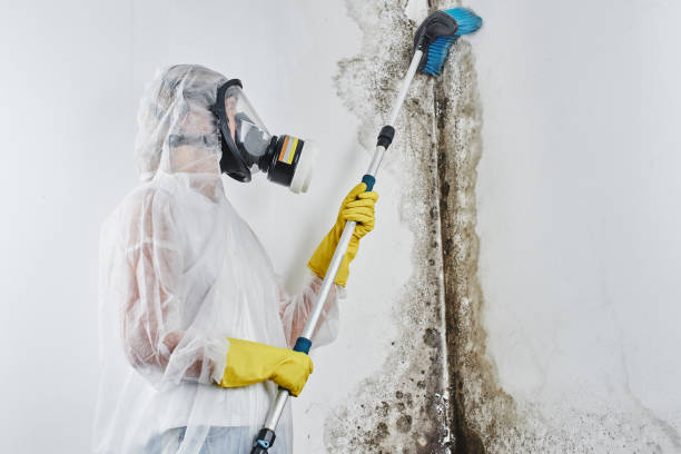 Best Emergency Mold Removal  in San Castle, FL