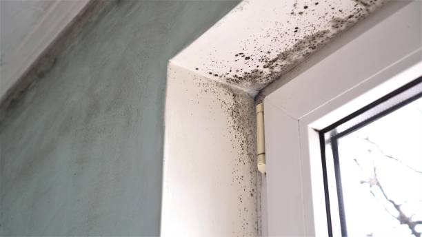 Best Toxic Mold Removal  in San Castle, FL