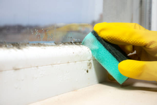 Best Mold Damage Repair  in San Castle, FL