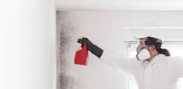 Certified Mold Removal in San Castle, FL