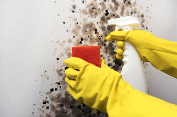 Best Toxic Mold Removal  in San Castle, FL