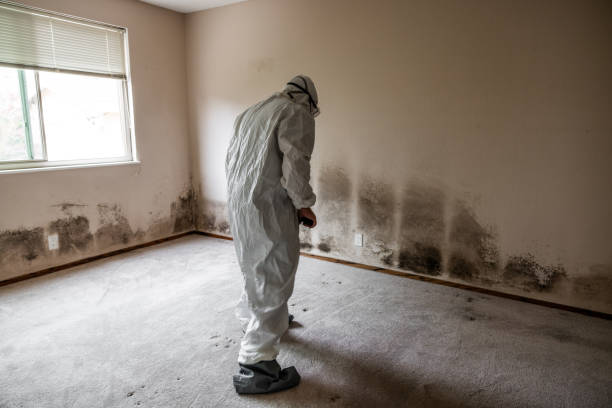 Trusted San Castle, FL Mold Removal Experts