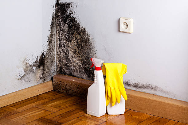 Best Attic Mold Removal  in San Castle, FL