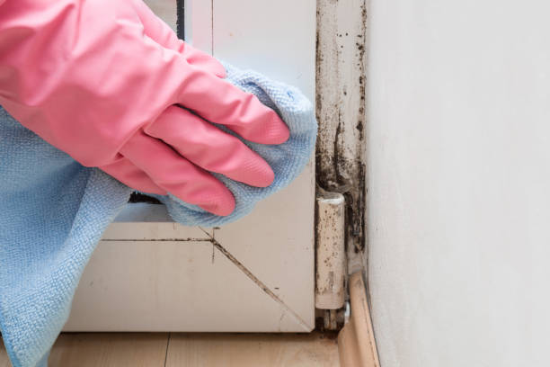 Best Toxic Mold Removal  in San Castle, FL