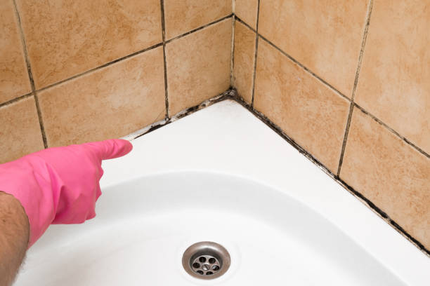 Best Local Mold Removal Service  in San Castle, FL